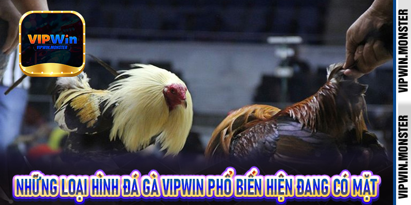 Những loại hình đá gà Vipwin phổ biến hiện đang có mặt