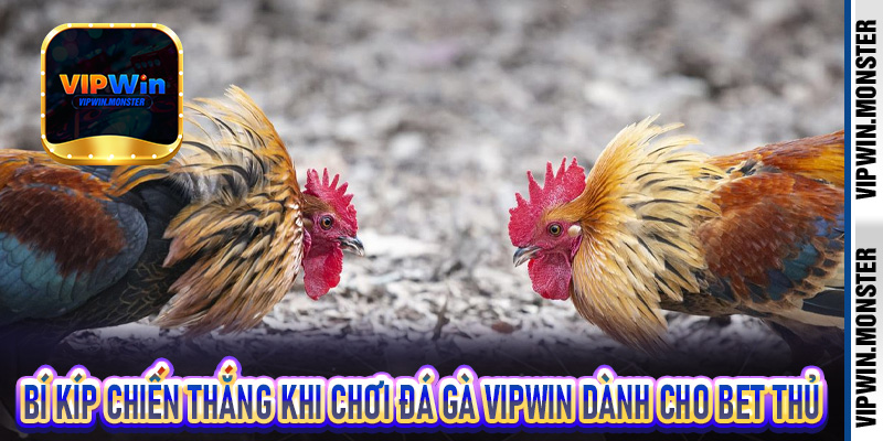 Bí kíp chiến thắng khi chơi đá gà Vipwin dành cho bet thủ
