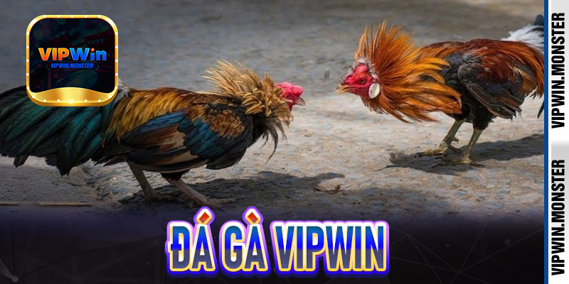 Đá gà Vipwin