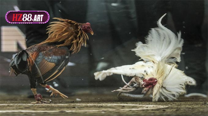  Đá gà cựa sắt