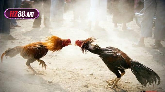 Trải Nghiệm Đá Gà HZ88 – Kịch Tính