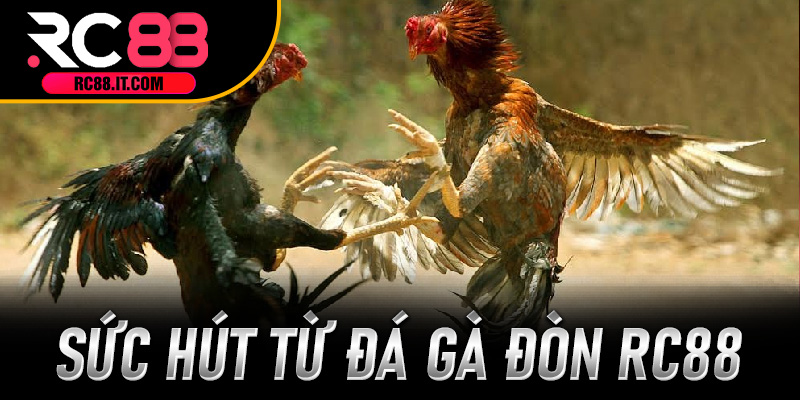 Sức hút từ Đá Gà Đòn RC88