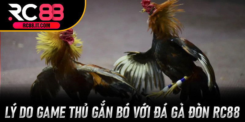 Lý do game thủ gắn bó với Đá Gà Đòn RC88